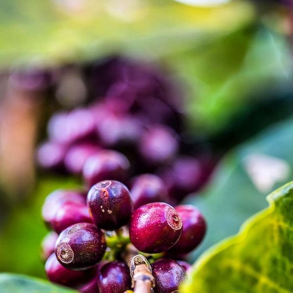 Produção de café em Afonso Cláudio, na Região Serrana do Estado por Instagram/@pedrozoca