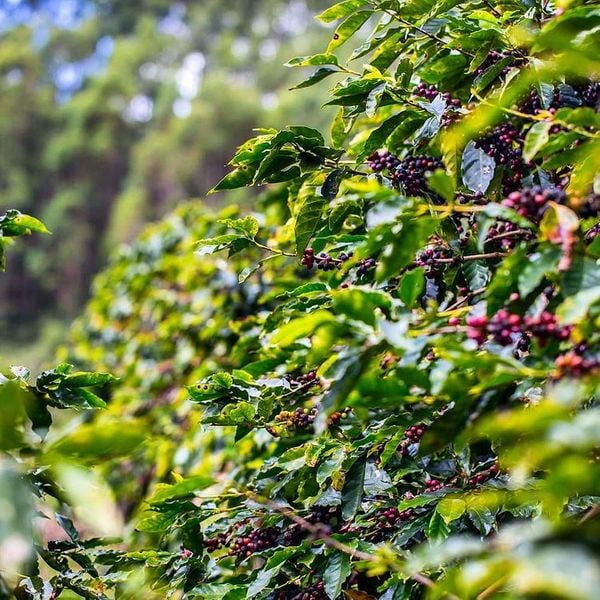 Produção de café em Afonso Cláudio, na Região Serrana do Estado por Instagram/@pedrozoca