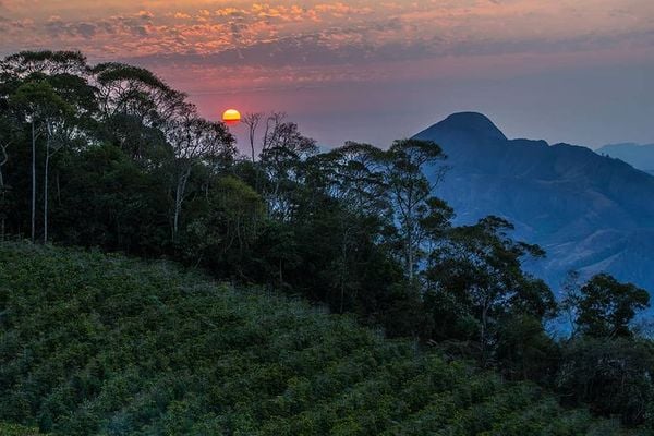 Cafeicultura em Afonso Cláudio na Região Serrana do Estado por Instagram/@pedrozoca