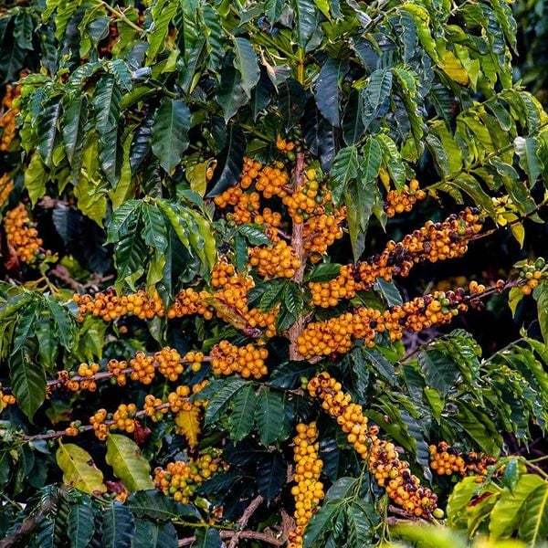 Produção de café em Afonso Cláudio, na Região Serrana do Estado por Instagram/@cafezoca