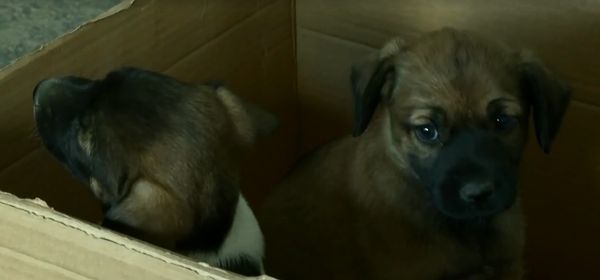 Os quatro animais que foram deixados em uma caixa ganharam novos donos