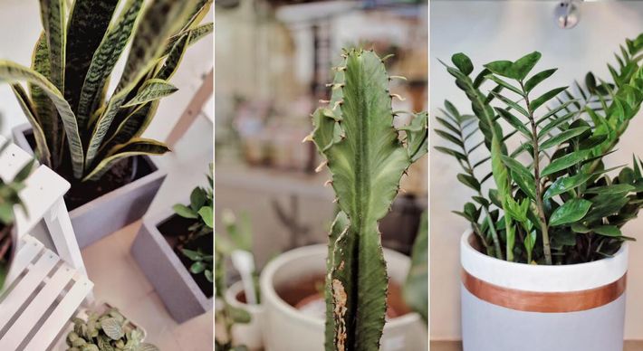 As espécies tropicais são as mais comuns e resistentes ao calor. Aposte em suculentas, cactos, zamioculcas, espada-de-são-jorge, pacová e até orquídeas