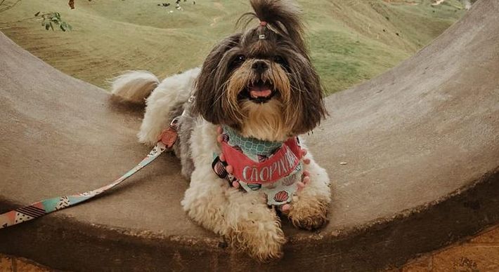 O projeto Patas na EStrada ajuda a divulgar o Estado através de músicas, pontos turísticos, comércio e, também, para mostrar um pouco do dia a dia do animal