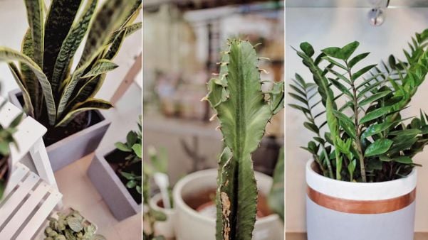 Espadas de São Jorge, Cactos e Zamioculcas