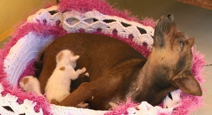 Cristal, que nunca teve filhotes, passa o dia cuidando de seis gatinhos. Segundo a dona dos animais, a cadela já começou até a produzir leite