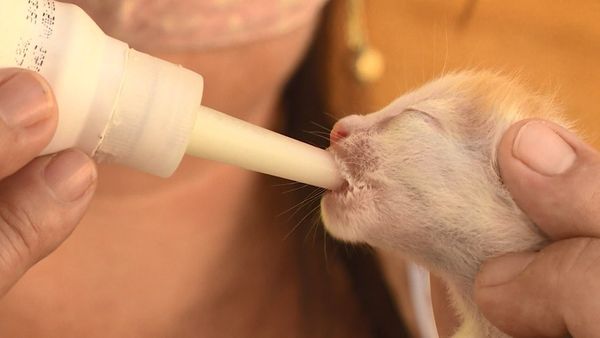 Filhotes de gato estão sendo alimentados por meio de seringas