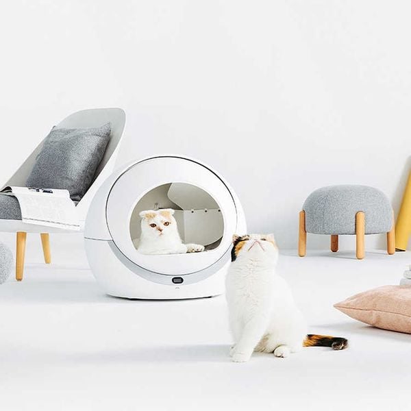 Banheiro autolimpante pra gatos, “babá eletrônica” que permite brincadeira à distância e mais novidades tecnológicas – [Blog GigaOutlet]