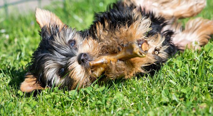Segundo a médica veterinária Tatiana Sacchi, as comidas caseiras oferecem riscos aos animais domésticos. Para este tipo de alimentação, os tutores devem procurar um especialista
