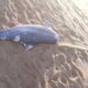 Imagem - Golfinho é encontrado morto na Praia de Itapuã, em Vila Velha