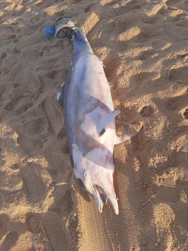 O animal foi encontrado na Praia dee Itapoã