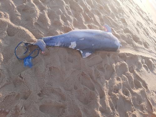 O animal foi encontrado na Praia dee Itapoã