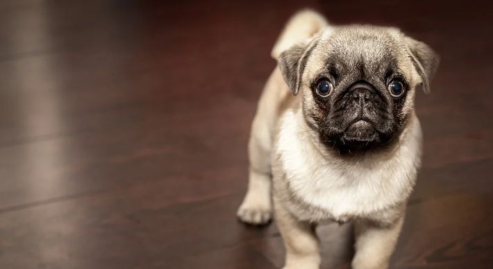 A doença atinge cães em idade mais avançada. Coceira ou vermelhidão podem ser indícios de olho seco no pet