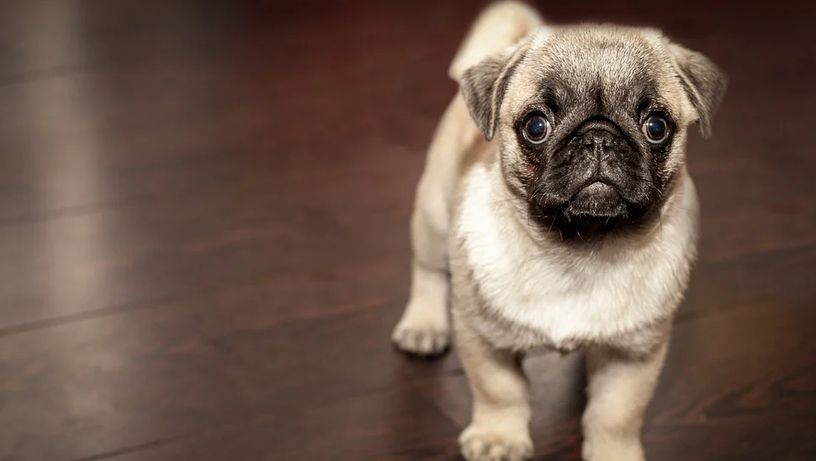 Cachorro