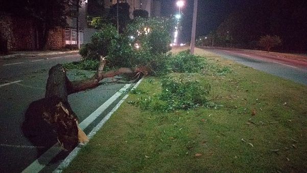Árvore caiu em cima de carro que passava pela rodovia Norte Sul, em Jardim Camburi