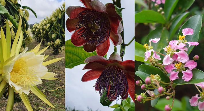 Passar pelos plantios capixabas em algumas épocas do ano pode ser uma grata surpresa. Isso porque antes mesmo dos frutos nascerem, são as flores que encantam pela beleza e diversidade