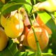 Achachairu: produtores capixabas apostam no cultivo de fruta exótica 