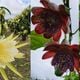 Imagem - As flores que transformam plantações de frutas em jardins no ES
