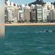 Imagem - Golfinhos surpreendem banhistas na Praia da Costa, em Vila Velha