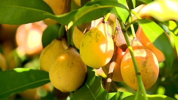 Achachairu: produtores capixabas apostam no cultivo de fruta exótica 