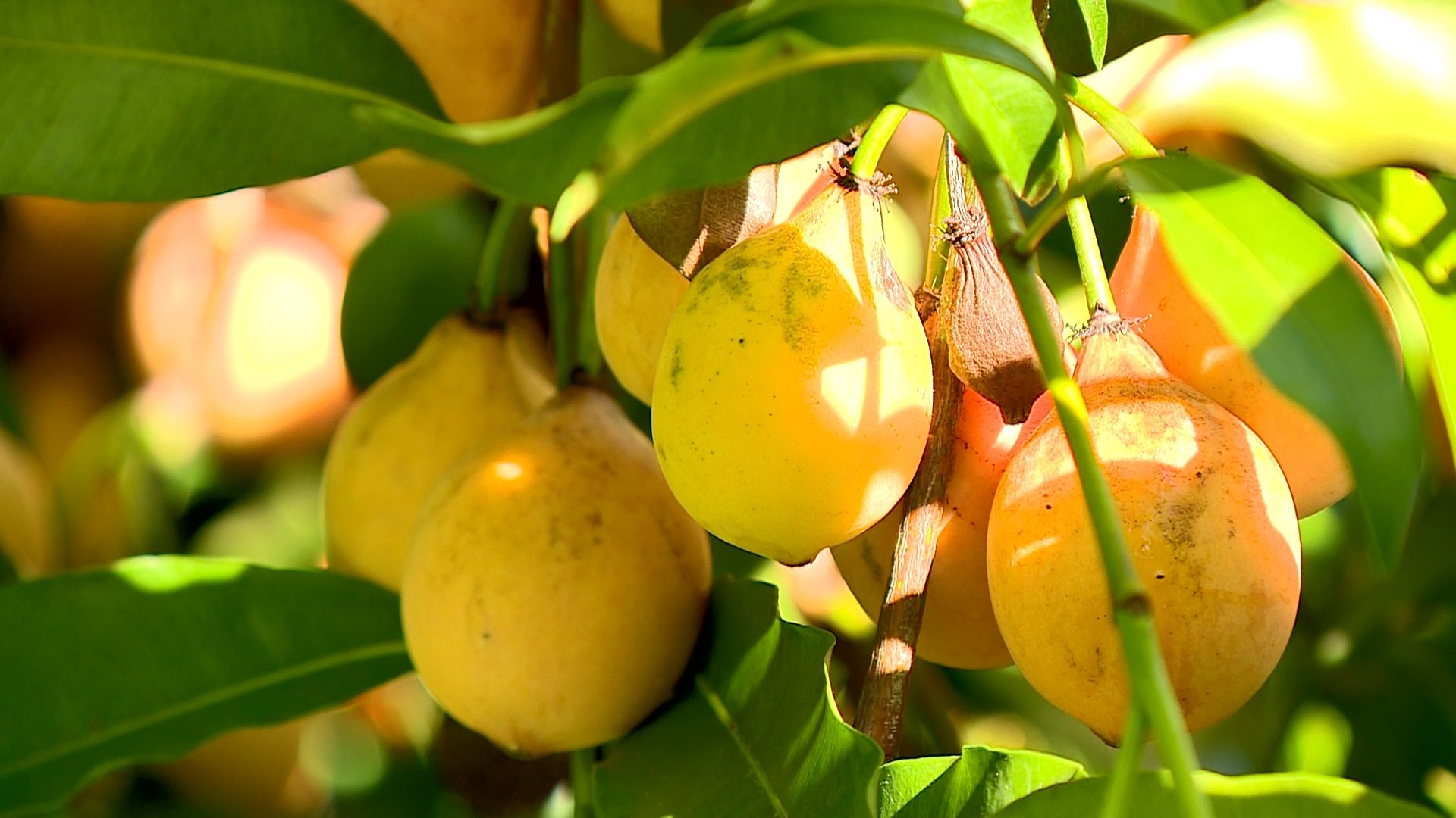 Famílias em Itarana têm apostado no cultivo da fruta, que é agridoce e de nome difícil: achachairu. Para o consumidor final, o valor passa de R$ 20 o quilo. Planos são de aumentar a produção e vender para fora do Estado