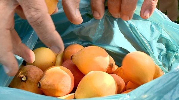 Achachairu: produtores capixabas apostam no cultivo de fruta exótica