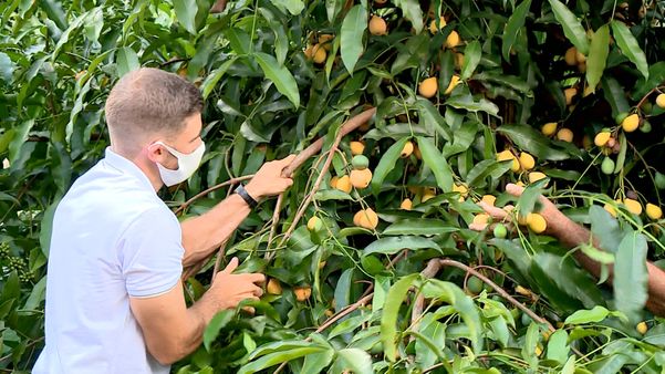 Achachairu: produtores capixabas apostam no cultivo de fruta exótica
