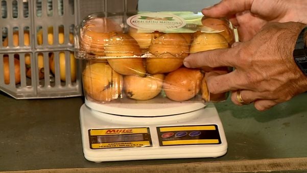 Achachairu: produtores capixabas apostam no cultivo de fruta exótica