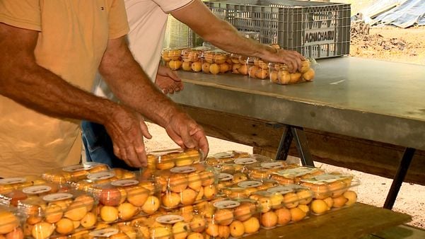 Achachairu: produtores capixabas apostam no cultivo de fruta exótica