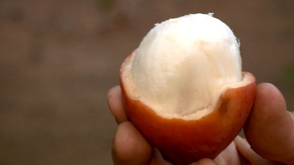 Achachairu: produtores capixabas apostam no cultivo de fruta exótica