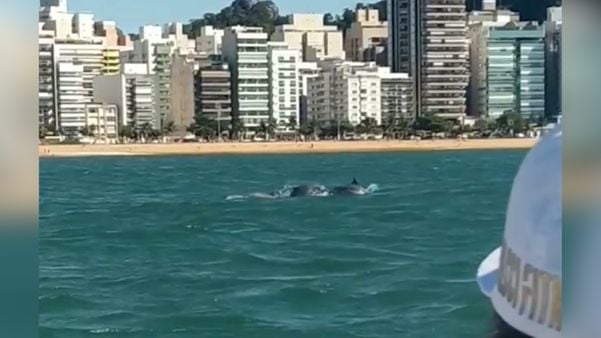 Golfinhos saltaram perto de capixabas que faziam canoagem na manha desta quinta-feira (4), na Praia da Costa (VV)