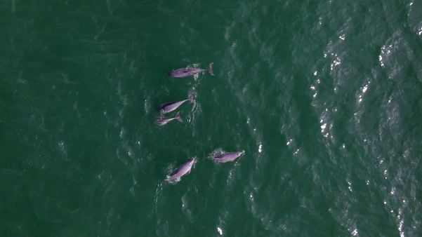 Capixaba registra grupo de golfinhos na Praia de Itaparica, em Vila Velha