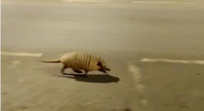 Flagrante foi feito durante a noite de terça-feira (09). Com cidade vazia, animal percorreu tranquilamente uma das principais avenidas por cerca de 200 metros