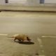 Imagem - Vídeo: tatu é flagrado passeando pelo Centro de Afonso Cláudio