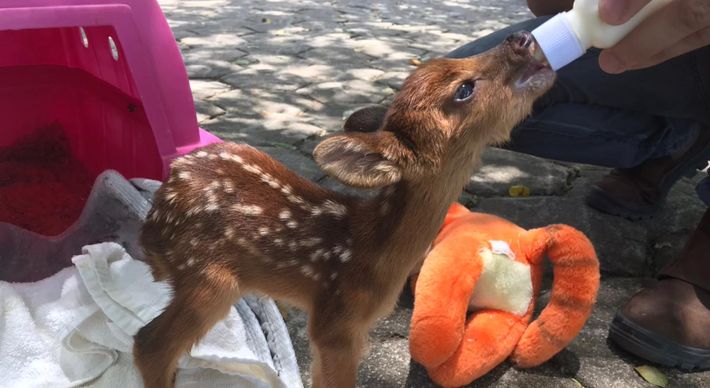 O animal foi encontrado na região do Parque Estadual da Pedra Azul. O bichinho está sob os cuidados de veterinários do Instituto Estadual de Meio Ambiente do ES