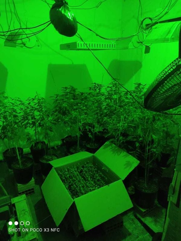 Pés de maconha apreendidos no ES