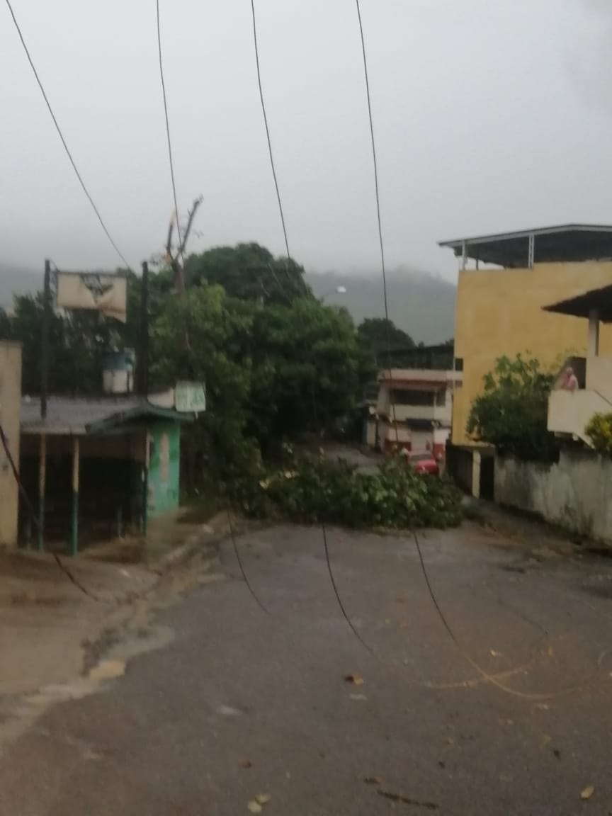 árvore caída no bairro Jardim Itapemirim