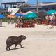 Imagem - Capivara é flagrada passeando em praia de cidade do ES
