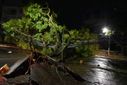 Árvore caiu na Avenida Rio Branco, em Vitória, e atingiu fios da rede elétrica(Fernando Madeira)