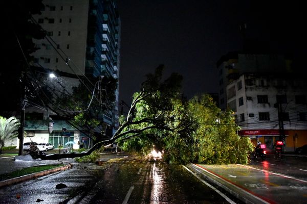 Árvore caiu na Avenida Rio Branco, em Vitória, e atingiu fios da ree por Fernando Madeira