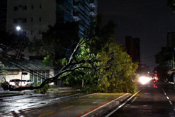 Árvore caiu na Avenida Rio Branco, em Vitória, e atingiu fios da ree por Fernando Madeira