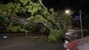 Árvore caiu no meio da rua e atingiu fios de energia na Avenida Rio Branco, em Vitória(Daniel Pasti)