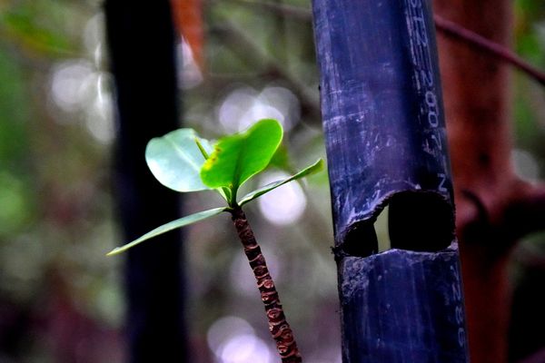Criminosos usam área debaixo da Ponte da Passagem e manguezal para descartar resíduos oriundos dos furtos de fios de cobre na região da Ufes  por Fernando Madeira