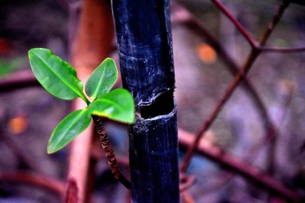 Criminosos usam área debaixo da Ponte da Passagem e manguezal para descartar resíduos oriundos dos furtos de fios de cobre na região da Ufes  por Fernando Madeira