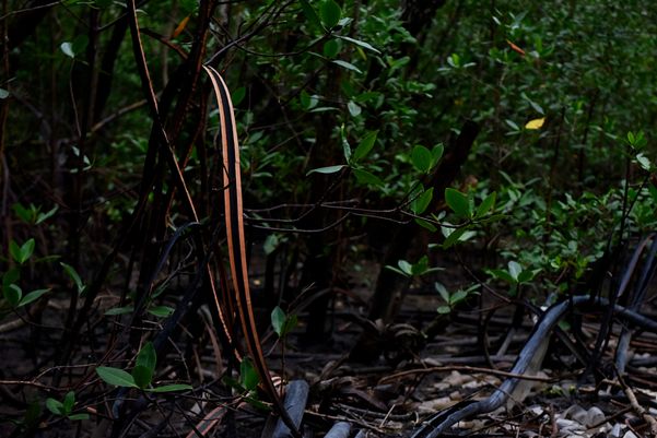 Criminosos usam área debaixo da Ponte da Passagem e manguezal para descartar resíduos oriundos dos furtos de fios de cobre na região da Ufes  por Fernando Madeira