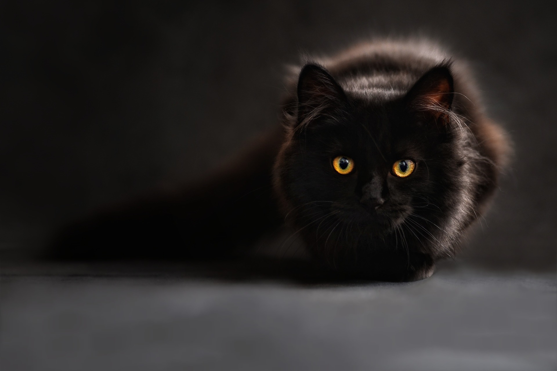 Gato Kawaii Felino Pequeno - Imagens grátis no Pixabay - Pixabay