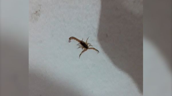 Escorpião é encontrado em condomínio  Otílio Roncete em Cachoeiro