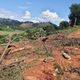 Imagem - Deslizamentos de terra destroem plantações de café em Castelo