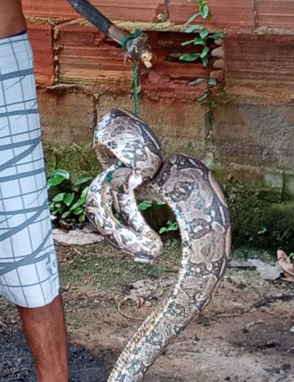 Cobra apareceu no quintal de moradora de Mimoso do Sul . Crédito: Leitor/ A Gazeta