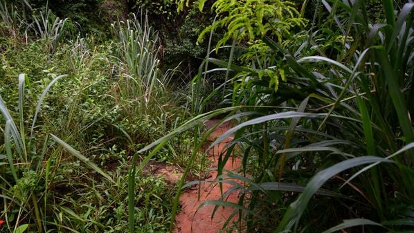 Municipalidade  determinou aos moradores a limpeza e capina de terrenos urbanos, especialmente os baldios