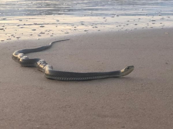 Cobra foi vista tomando um banho de mar na areia de Ponta da Fruta nesta segunda-feira (22)
